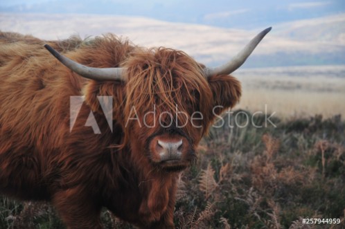 Picture of Hardy Highland cow on Exmoor Somerset